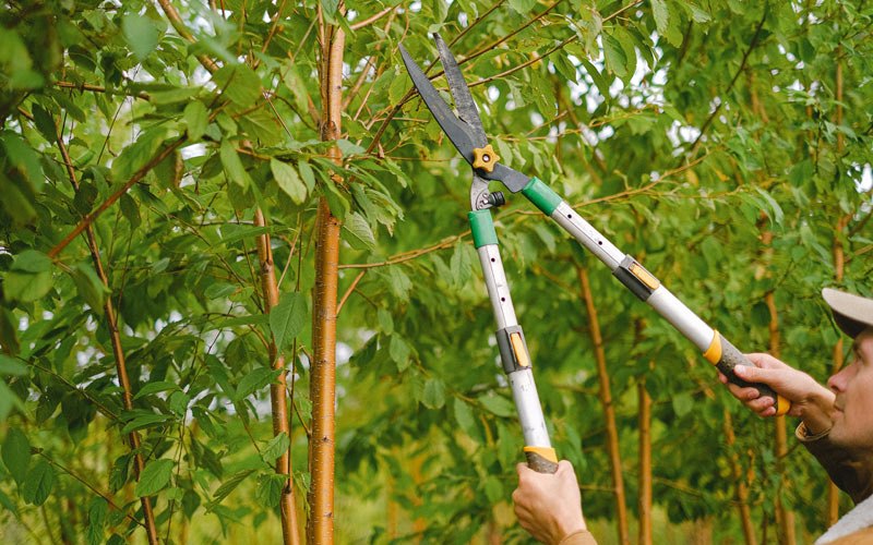 Tree trimming in Blanding, UT